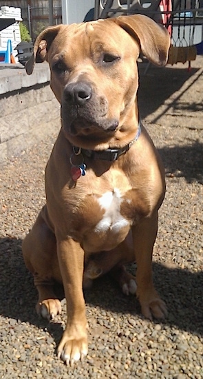 The front right side of a tan with white and black Bullboxer Pit is wearing a choke collar, it is sitting in dirt and it is looking to the left.
